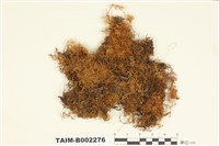 藏品(狗尾苔屬)的圖片